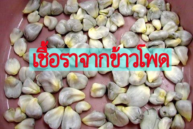 อันตราย! ระวังเชื้อราปนเปื้อนในอาหารไก่